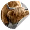 Schotse Hooglander - Dieren - Bruin - Koe - Zwart - Wit - Natuur Wandcirkel behangsticker klein -3d