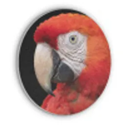 Ara - Portret - Rood Akoestische PET Vilt - Rond klein -3d