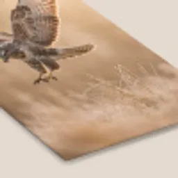 Buizerd - Roofvogel - Natuur - Bruin fotolijst zwart zonder passe partout klein -zsfeer6