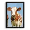 Koeien - Lucht - Dieren - Boerderij - Portret fotolijst zwart zonder passe partout klein -3d