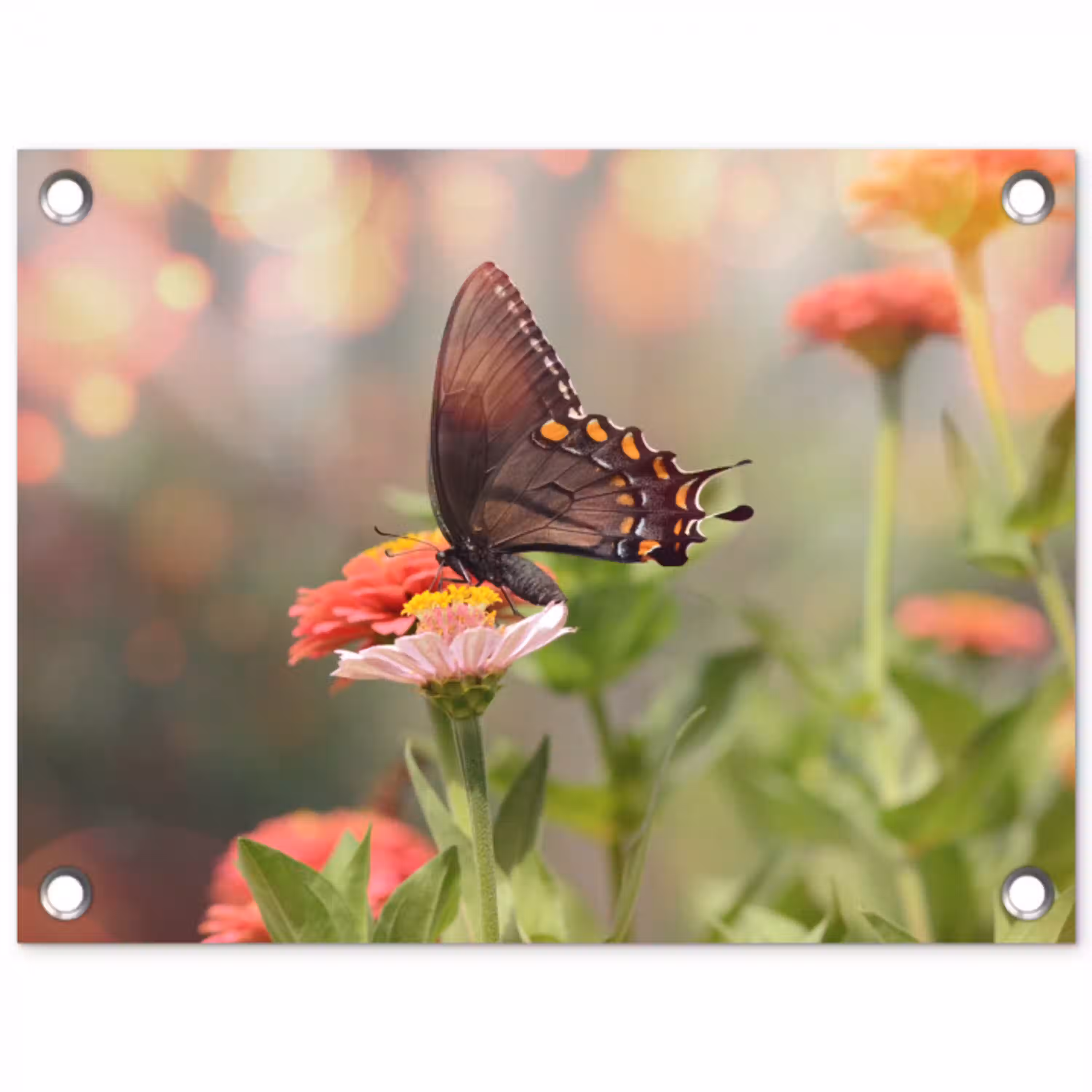 Vlinder op zomerbloem tuinposter los doek klein -3d