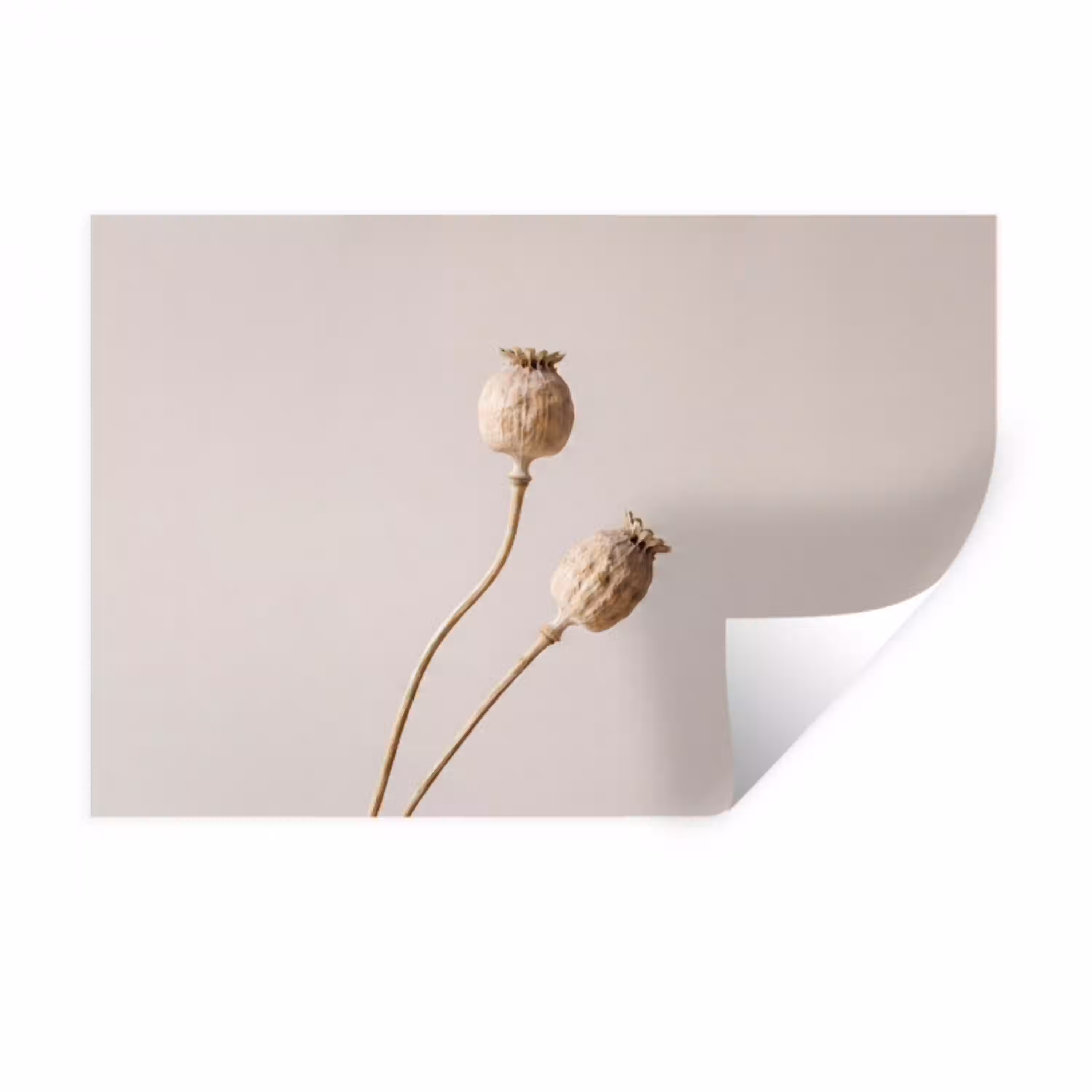 Papaverbollen - Droogbloemen - Minimalistisch - Beige - Rustig Muursticker klein -3d