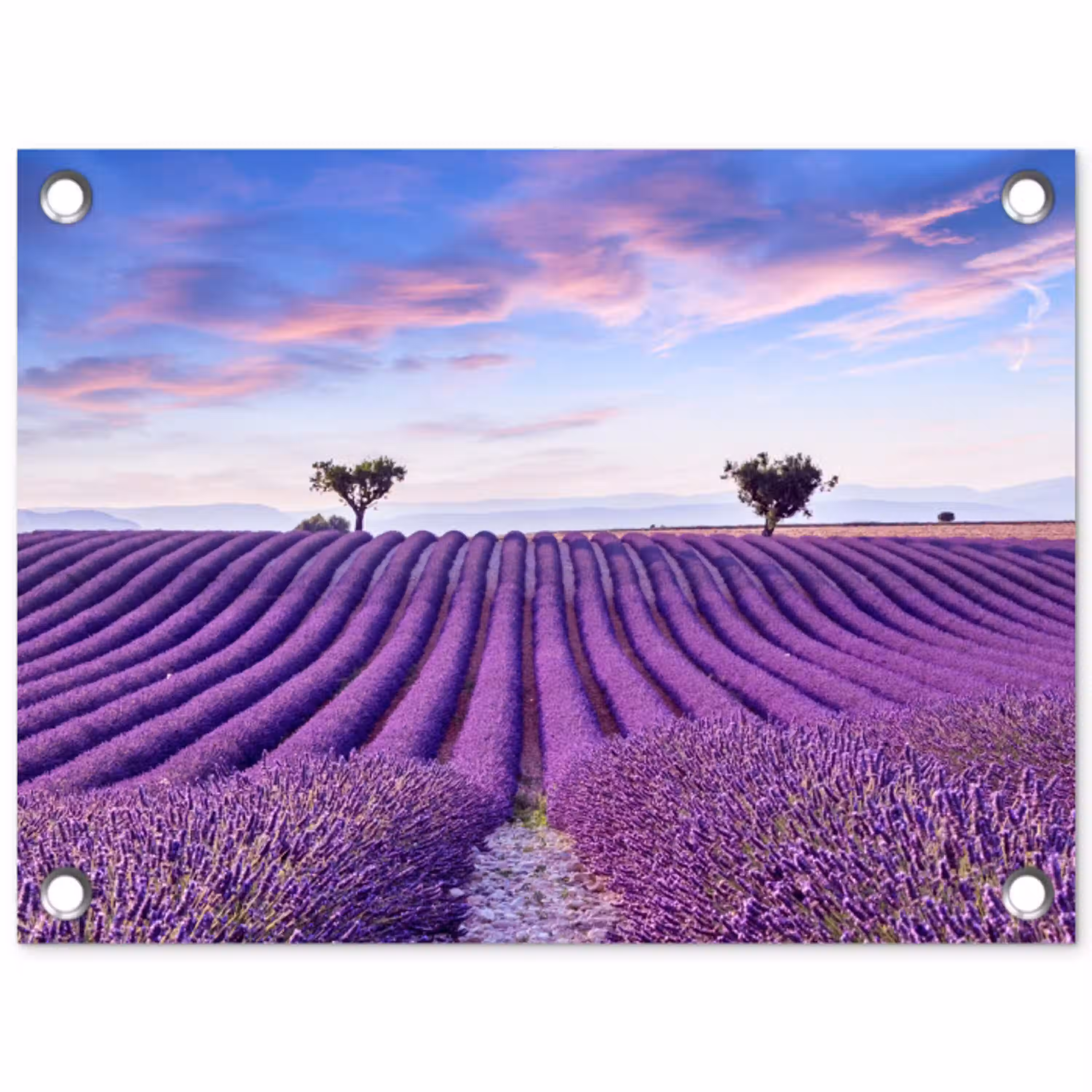 Perfecte lavendelrijen bij zonsopgang tuinposter los doek klein -3d
