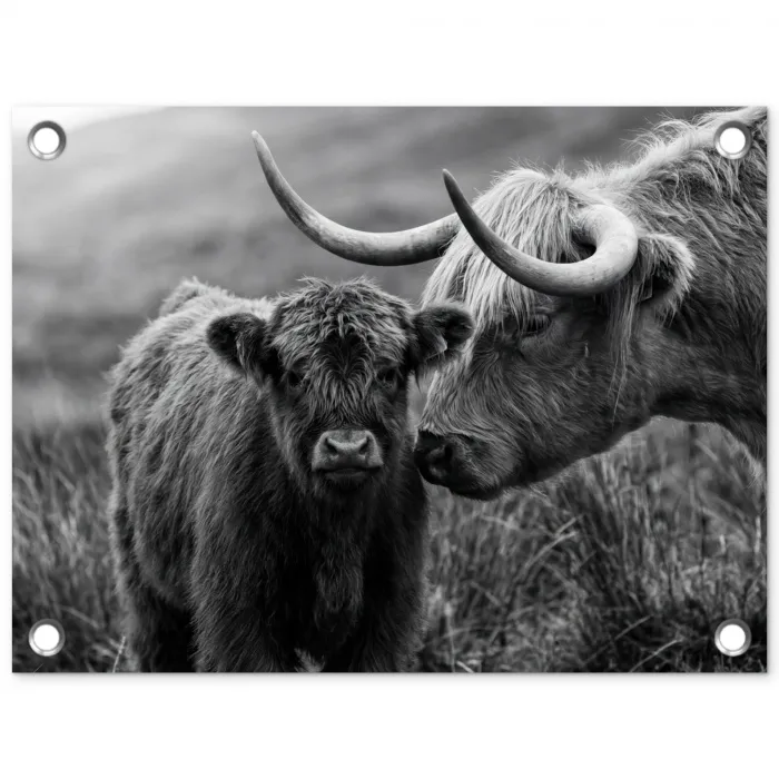 Schotse hooglander - Kalf - Zwart - Wit tuinposter los doek klein -3d