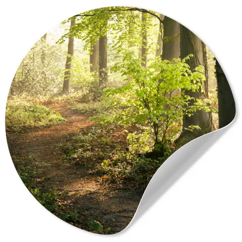 Bos - Bomen - Pad - Zon - Planten - Bladeren - Natuur Wandcirkel behangsticker klein -3d