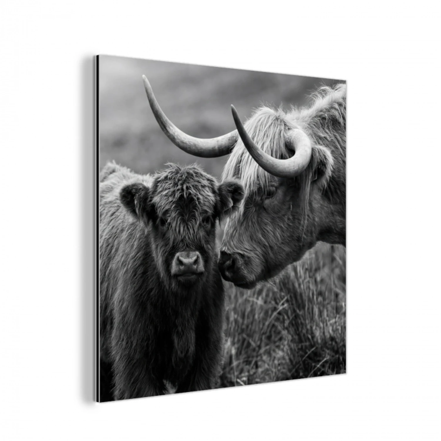 Schotse hooglander - Kalf - Zwart - Wit aluminium wit klein -3d