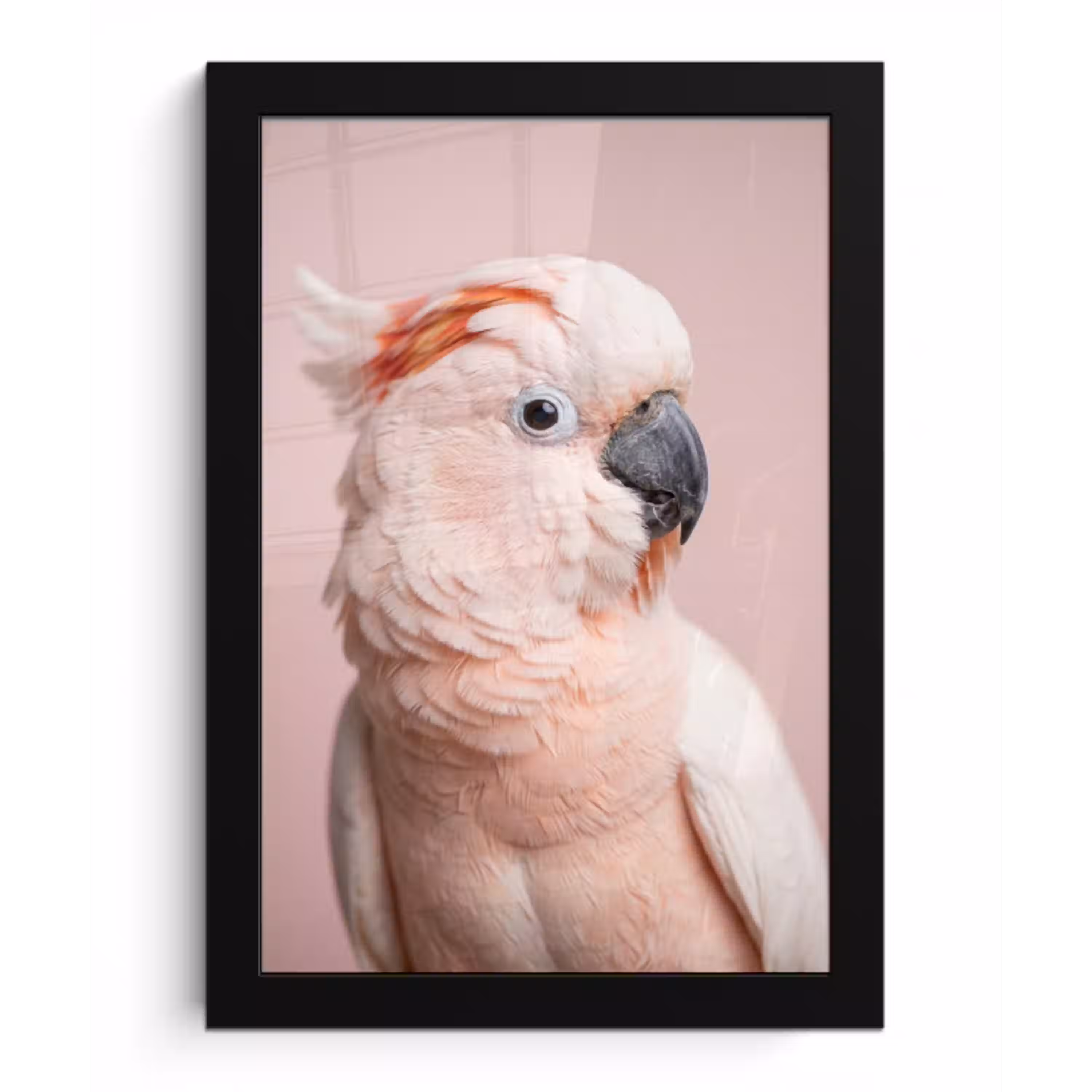 Kaketoe - Portret - Roze fotolijst zwart zonder passe partout klein -3d