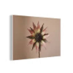 Droogbloem - Protea - Vintage - Beige - Rustiek forex 5mm xxl -3d