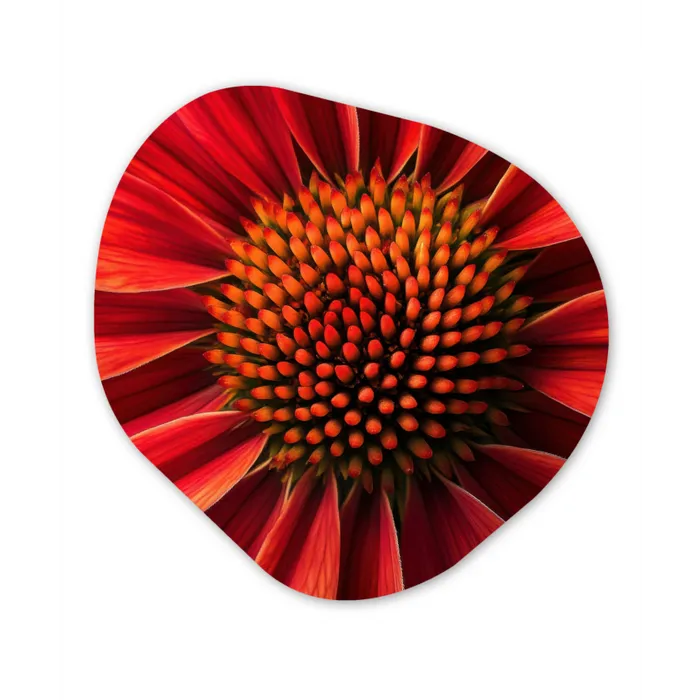 Close up - Bloem- Rood Wandcirkel Organisch Forex 3mm klein -3d