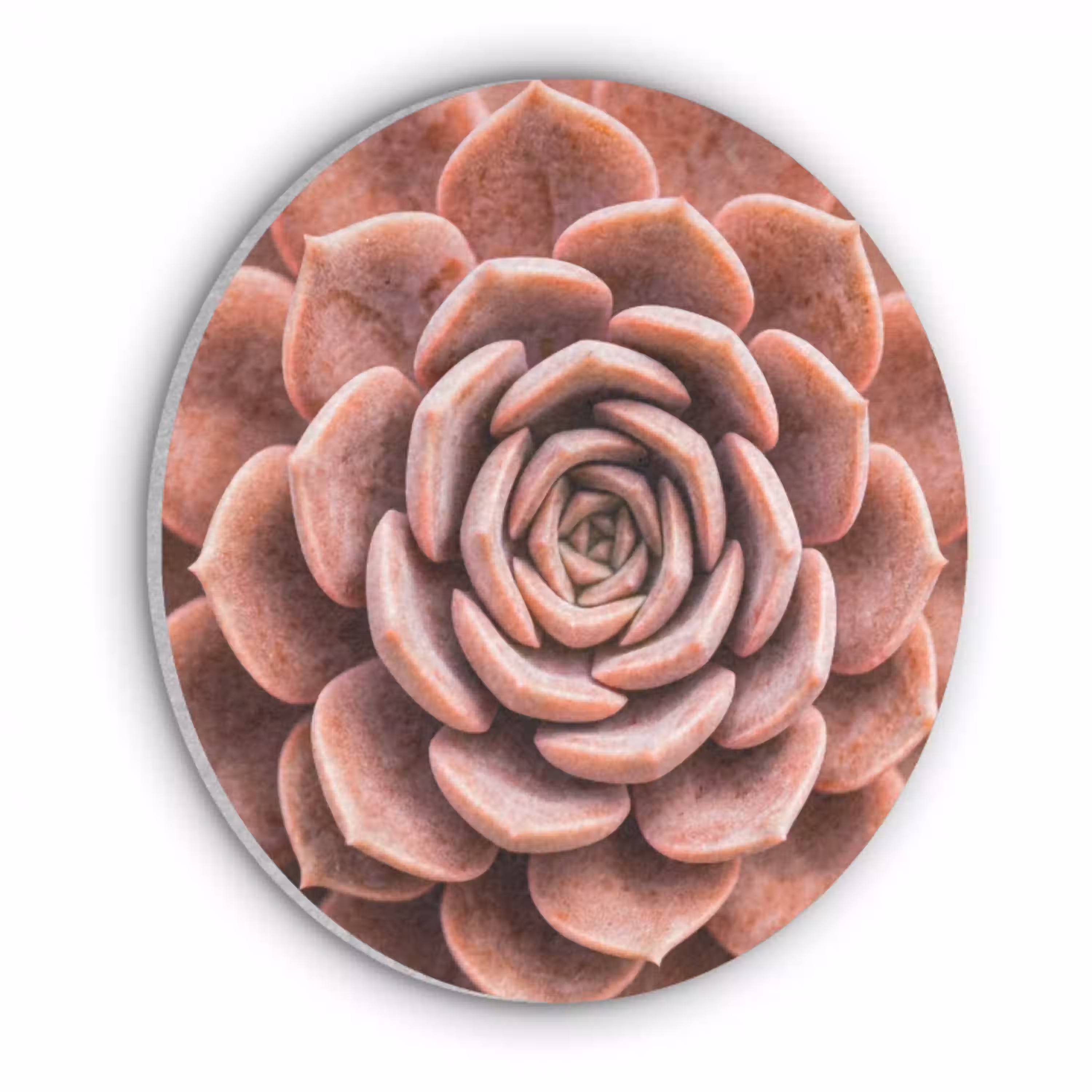 Vetplant - Organisch - Roze Akoestische PET Vilt - Rond klein -3d