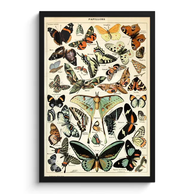 Photo Frame - Adolphe Millot - Butterfly - Animals - Insects - Vintage