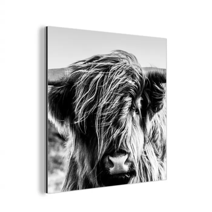 Schotse hooglander - Close up - Horens - Vacht - Zwart Wit aluminium wit klein -3d
