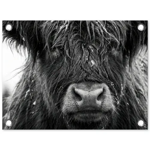 Schotse hooglander - Zwart - Wit - Sneeuwvlokken tuinposter los doek klein -3d