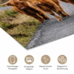 Schotse Hooglanders - Weg - Landschap - Kudde poster papier klein -tcloseup_DE