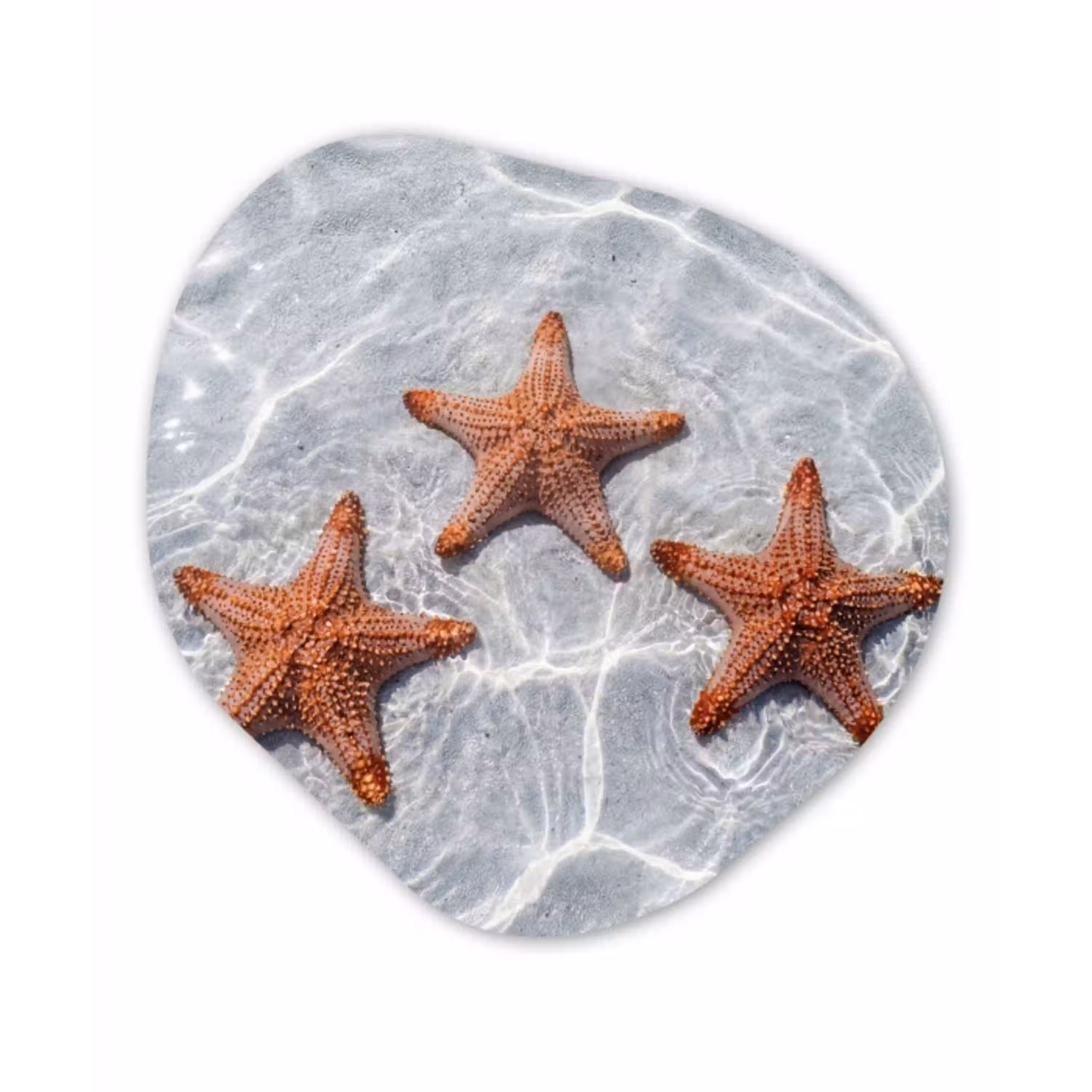 Zeesterren - Water - Helder Wandcirkel Organisch Aluminium middel -3d