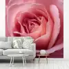 Roze - Roos - Romantisch fotobehang vinyl groot -woonkamer