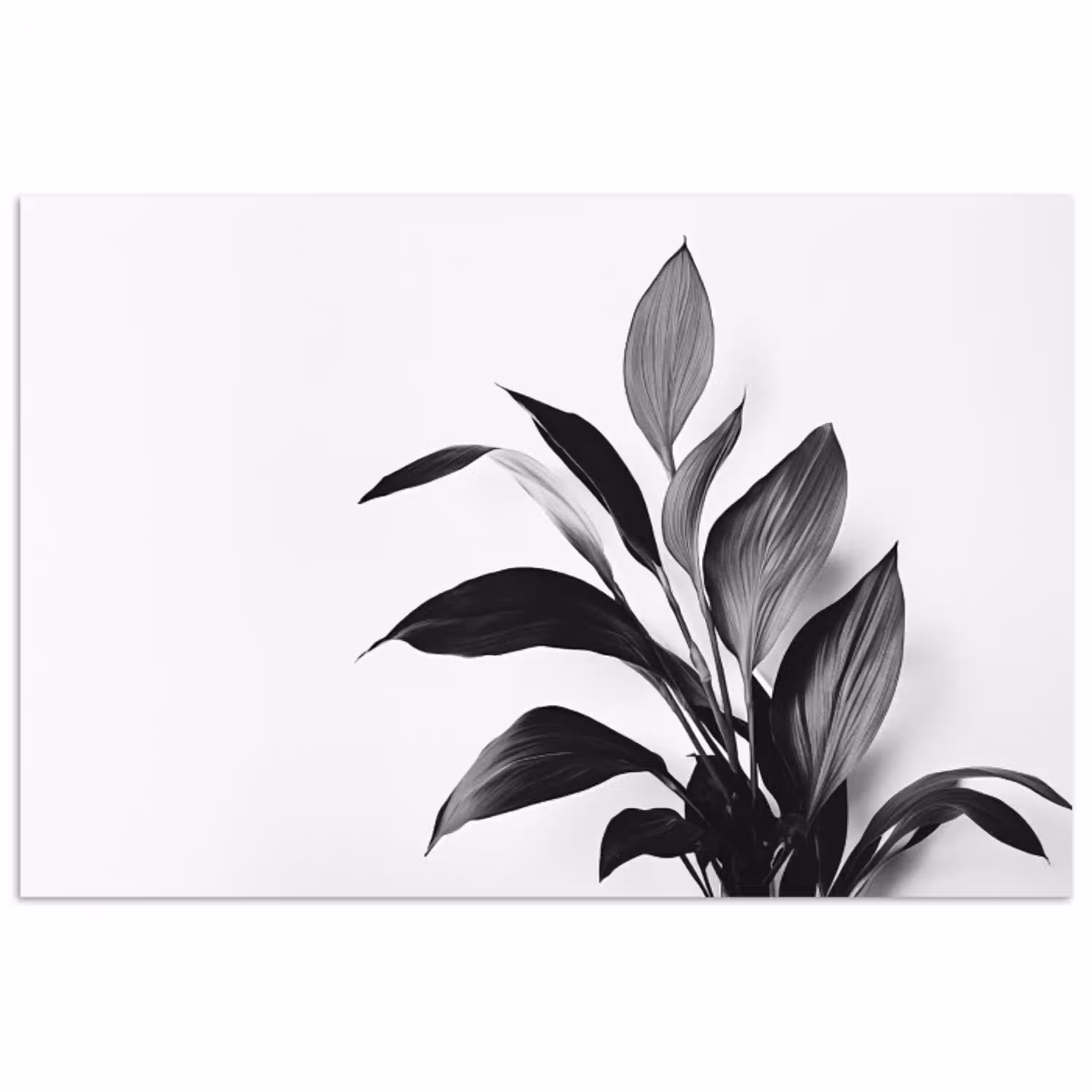 Plant - Bladeren - Minimalistisch - Zwart poster papier klein -3d