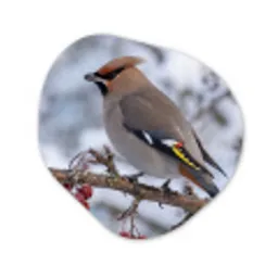 Pestvogel - Bessen - Winter - Natuur Wandcirkel Organisch Forex 3mm klein -3d