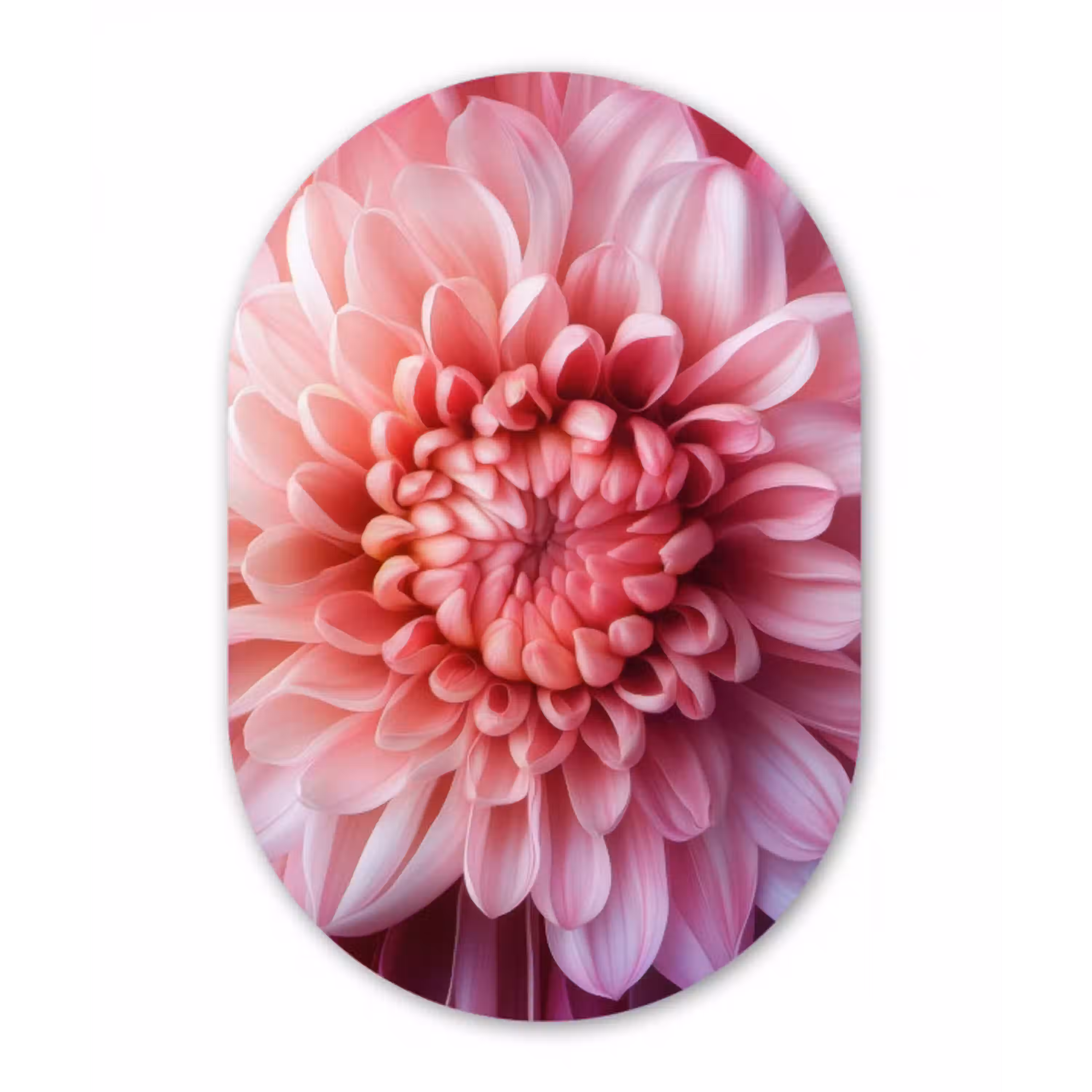 Dahlia - Bloem - Close up - Roze Wandcirkel Ovaal Glas middel -3d