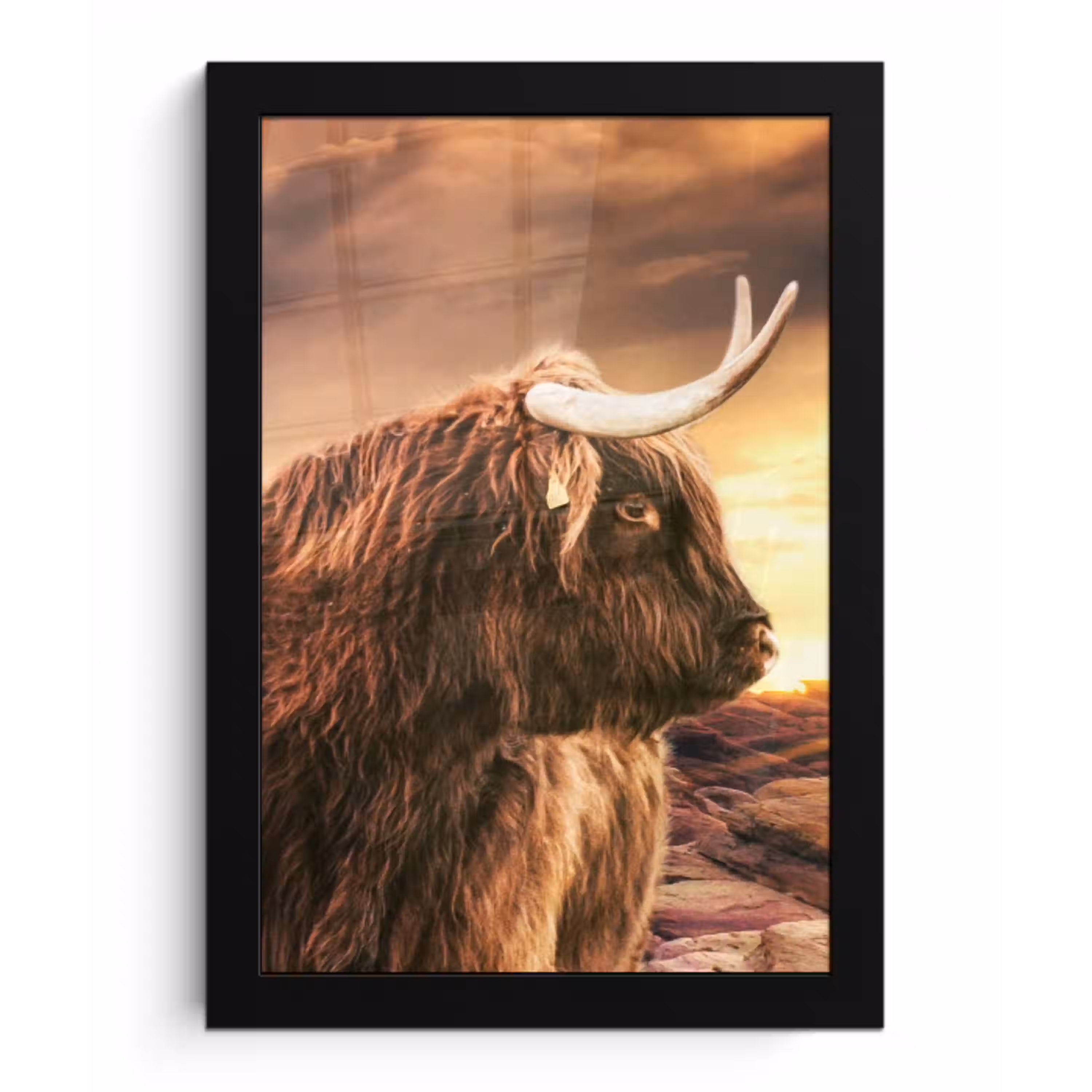 Schotse hooglander - Zon - Horizon - Koe - Dieren fotolijst zwart zonder passe partout klein -3d