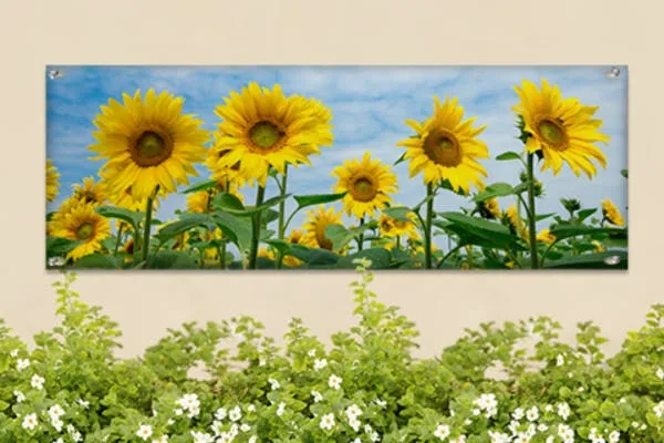 Tuinposter panorama met zonnebloemen