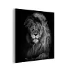Leeuw - Ogen - Oranje - Zwart wit - Dieren - Portret aluminium wit klein -3d