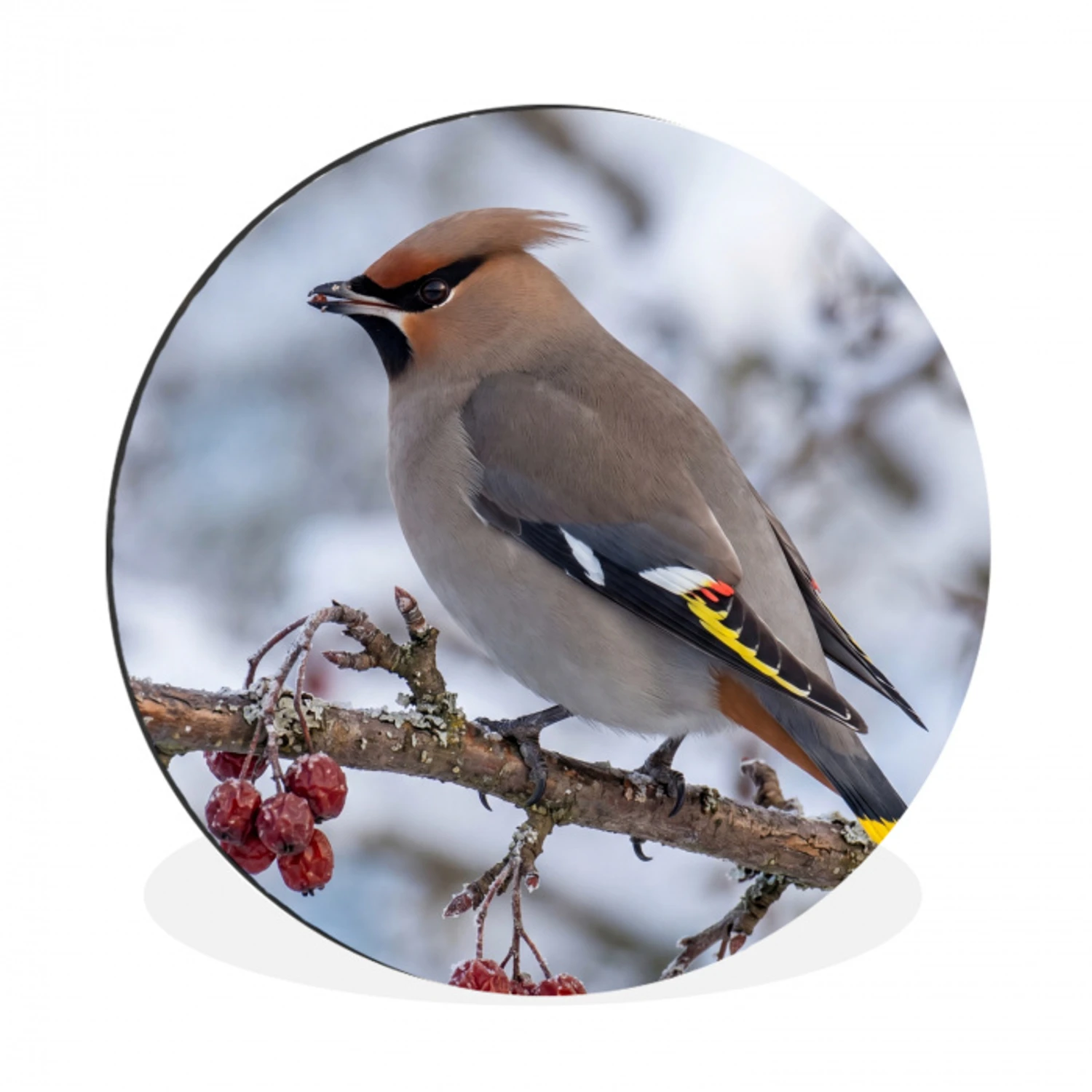 Pestvogel - Bessen - Winter - Natuur Wandcirkel aluminium klein -3d