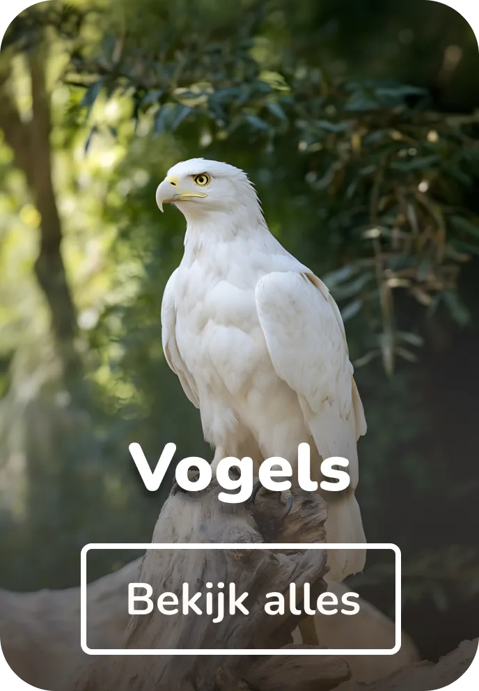 Canvas schilderijen vogels
