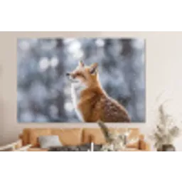 Vos - Sneeuwval - Portret - Winter - Sfeervol forex 5mm xxl -bovenbank