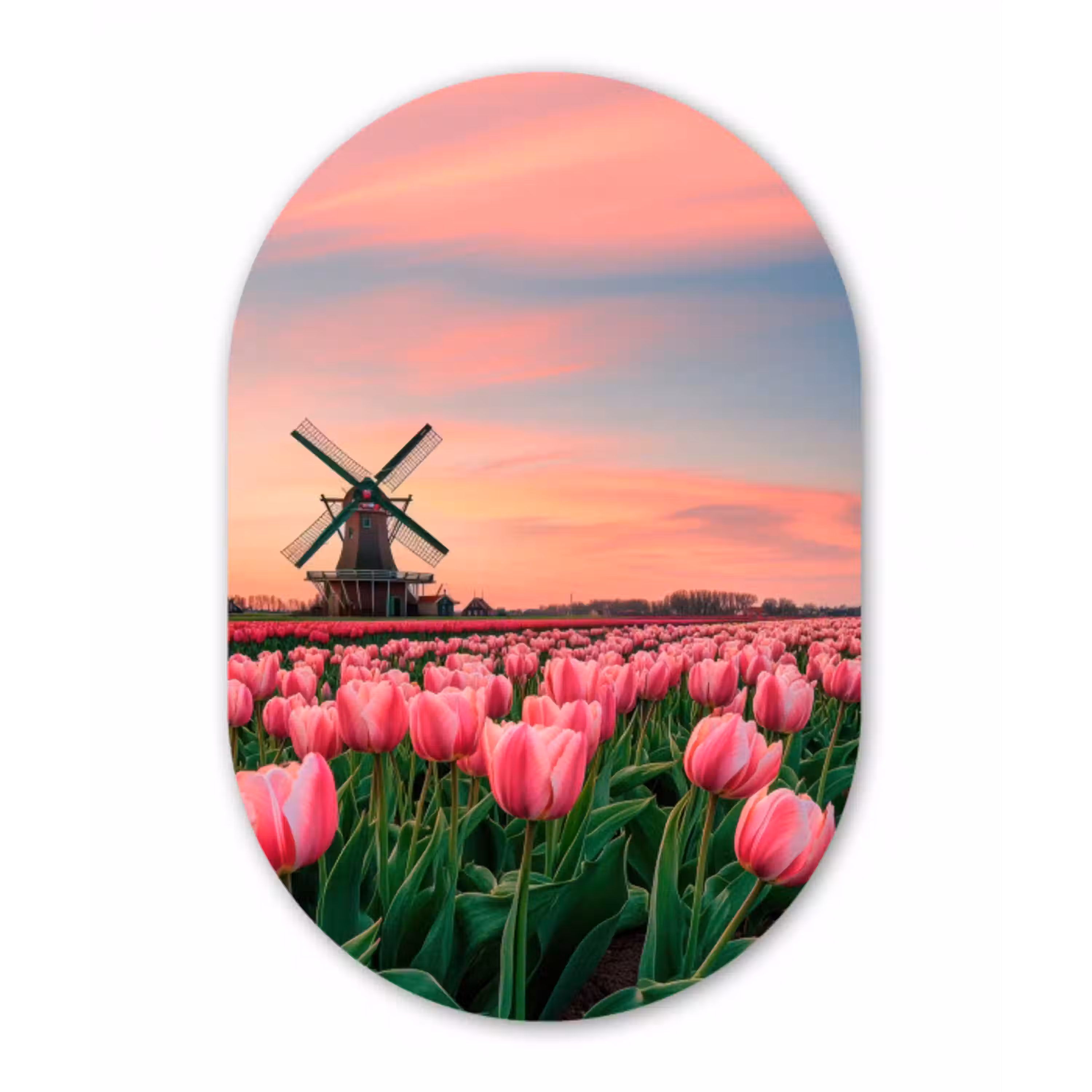 Tulpen - Molen - Nederland Wandcirkel Ovaal Forex klein -3d