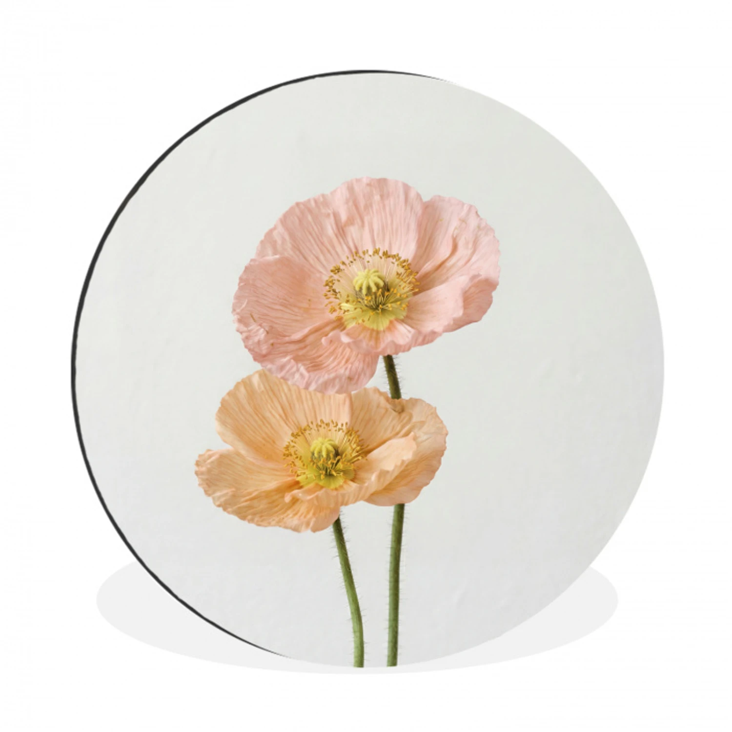 Papavers - Botanisch - Roze Wandcirkel aluminium klein -3d