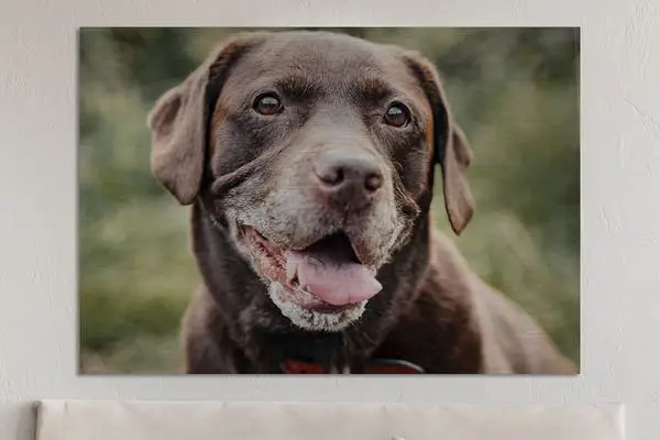 Foto van een hond op aluminium