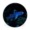 Vis - Stippen - Koraal - Blauw Wandcirkel aluminium klein -3d