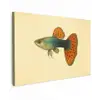 Vis - illustratie - Stippen - Oranje canvas 2cm klein -z3d