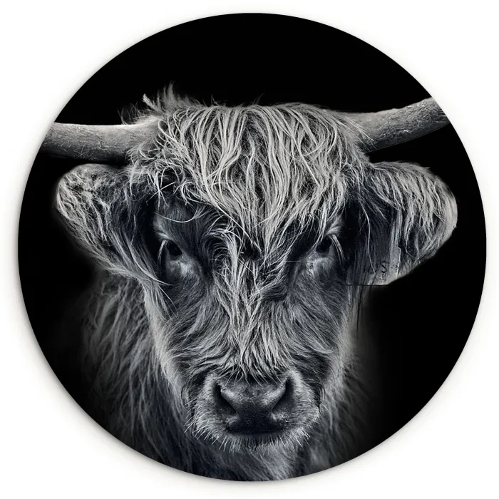 Schotse hooglander - Zwart - Koe - Dieren Wandcirkel kunststof plaat 5mm dik klein -3d