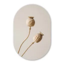 Papaverbollen - Droogbloemen - Minimalistisch - Beige - Rustig Wandcirkel Ovaal Aluminium middel -3d