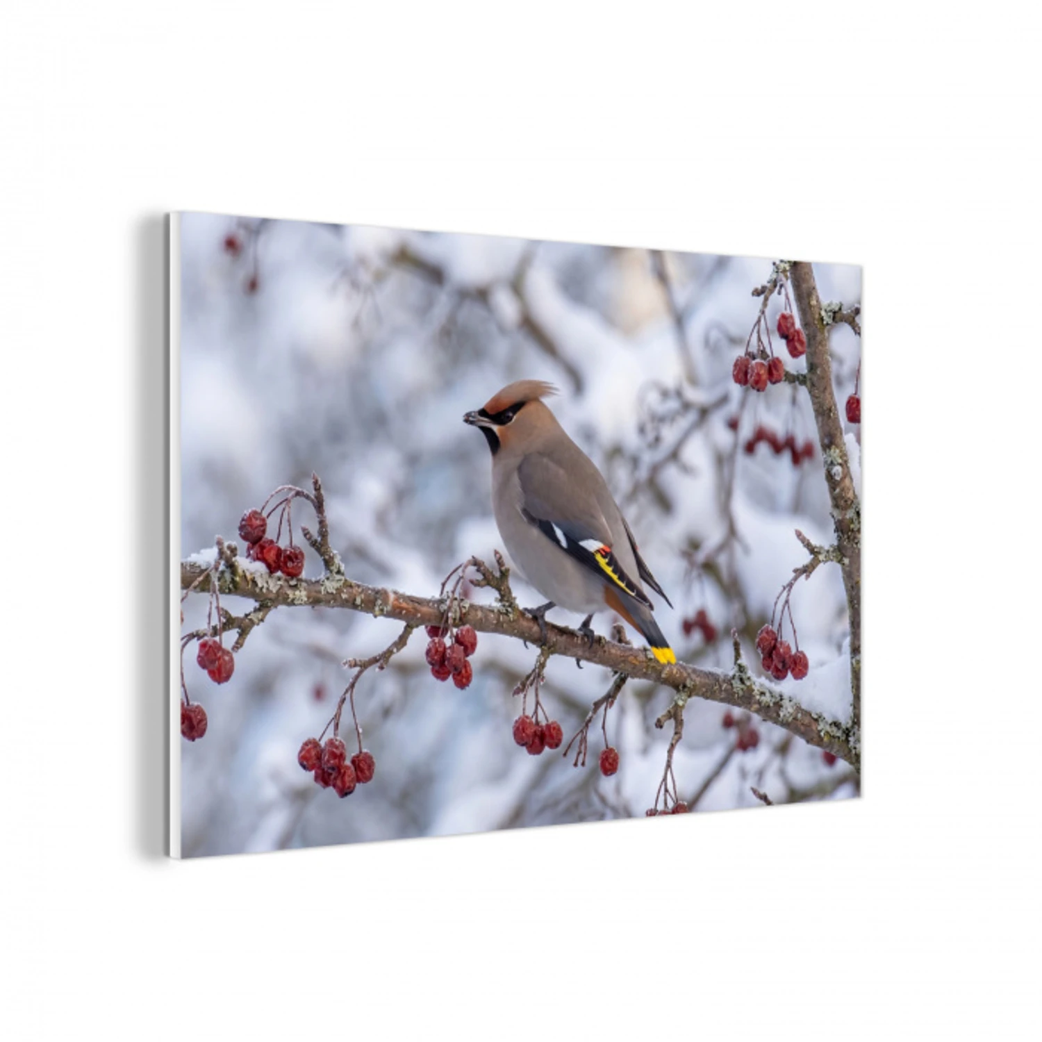 Pestvogel - Bessen - Winter - Natuur forex 5mm xxl -3d