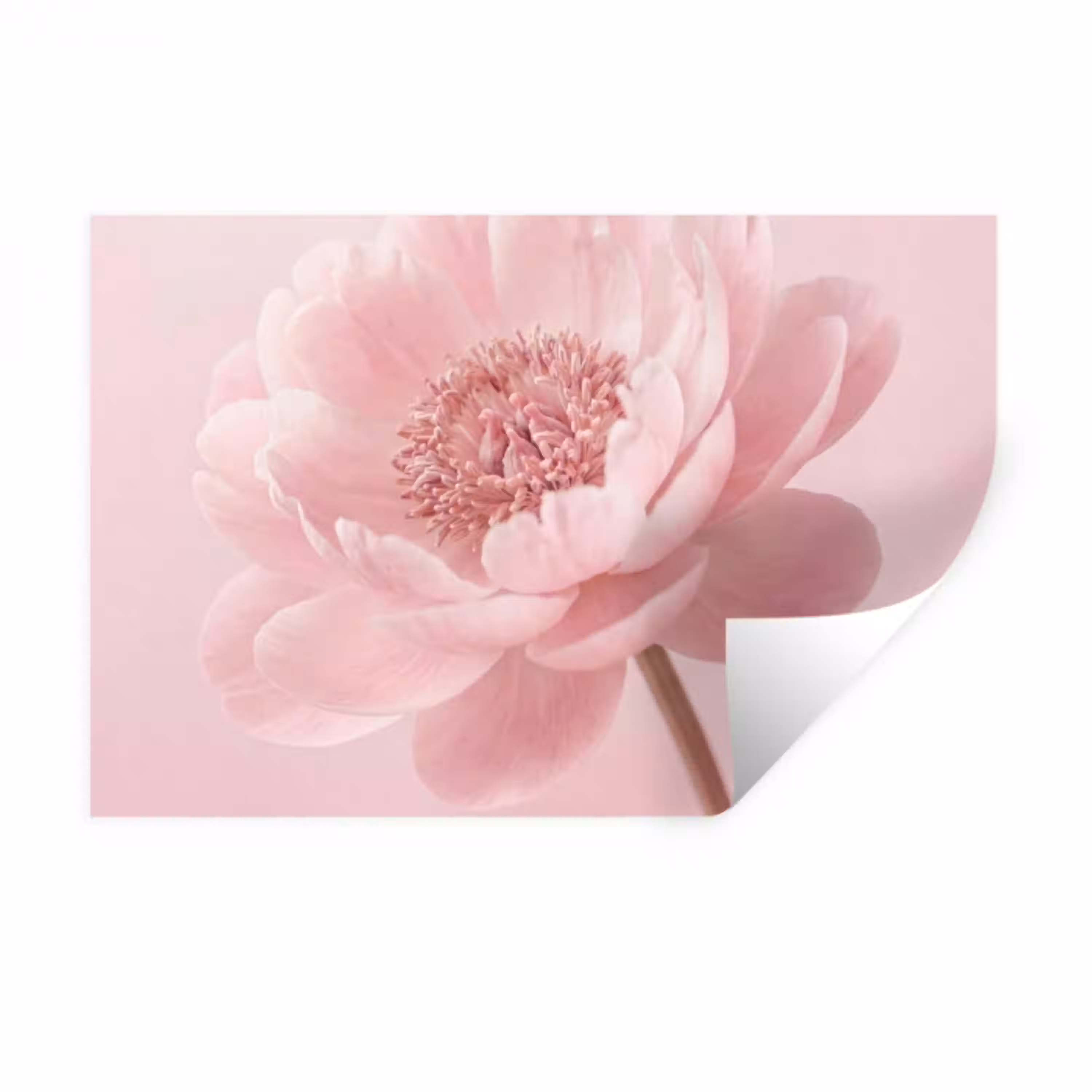 Bloem - Pioenroos - Roze Muursticker klein -3d