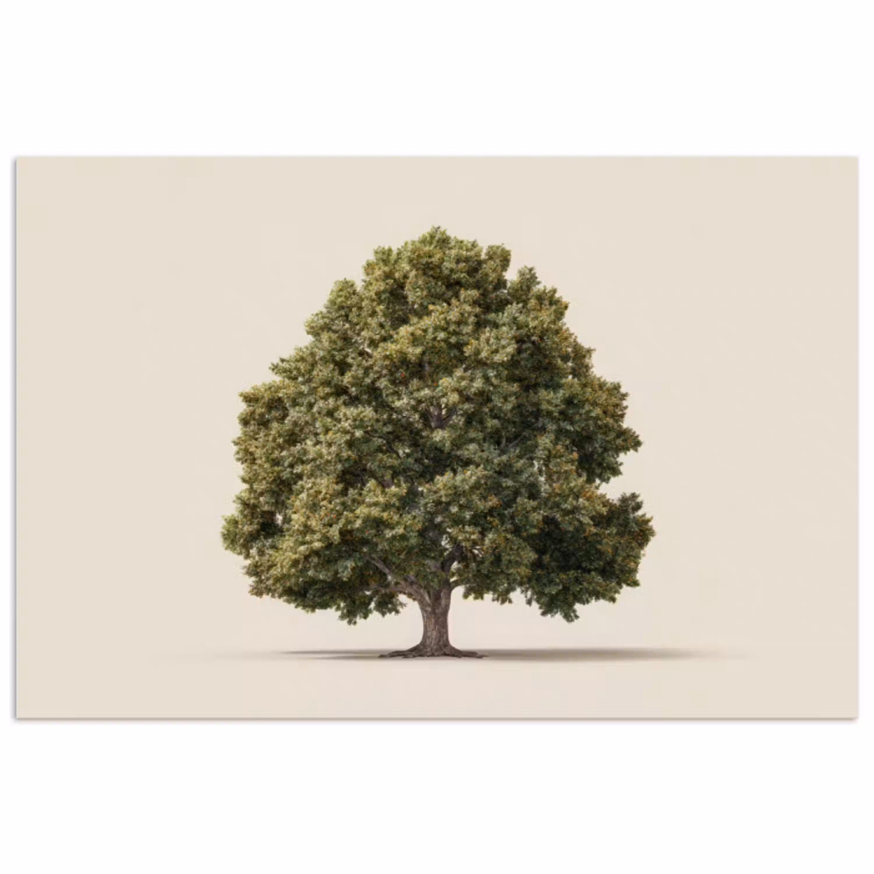 Eikenboom - Groen - Lichte achtergrond poster papier klein -3d