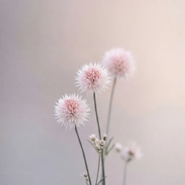 Behang - Bloemen - Bollen - Roze