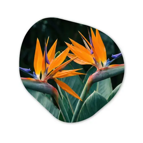 Paradijsvogel - Bloem - Exotisch Wandcirkel Organisch Aluminium middel -3d