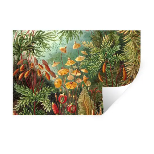 Design - Natuur - Paddenstoelen - Ernst Haeckel Muursticker klein -3d
