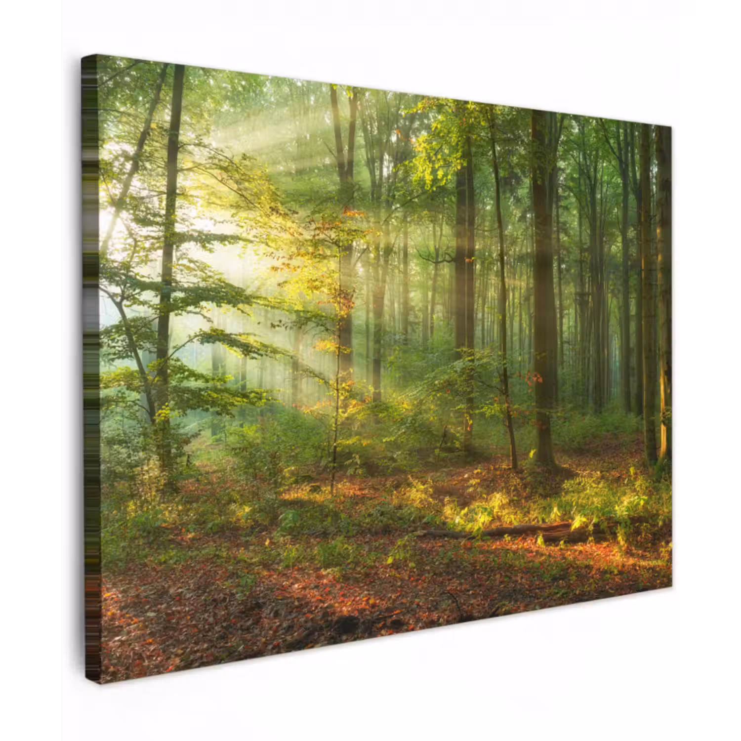 Leinwandbild - Sonne - Wald - Bäume - Natur - Herbst