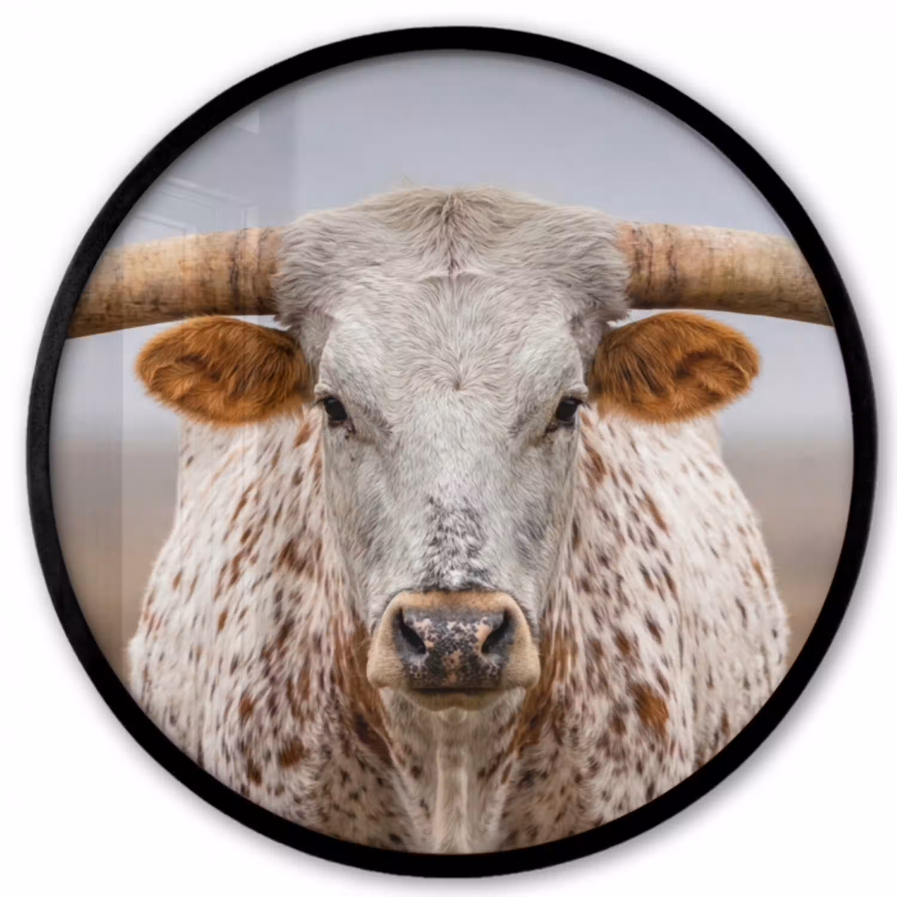 Longhorn - Grasveld - Dier Fotolijst rond zonder passe partout klein -3d