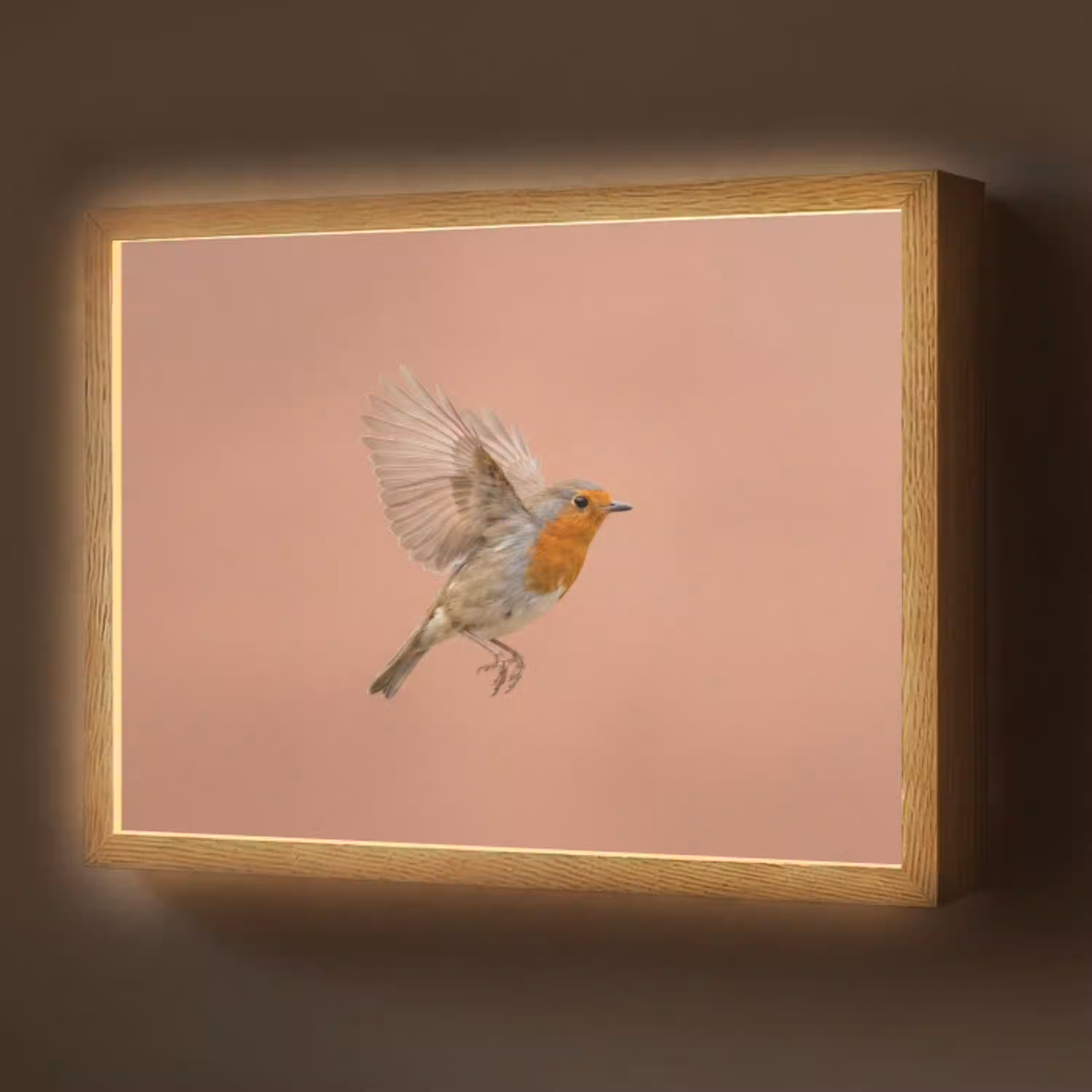 Roodborst - Natuur - Roze Light Box met batterij (Wandlamp) middel -z3d_website