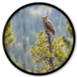 Uil - Oehoe - Bomen - Natuur Fotolijst rond zonder passe partout klein -3d