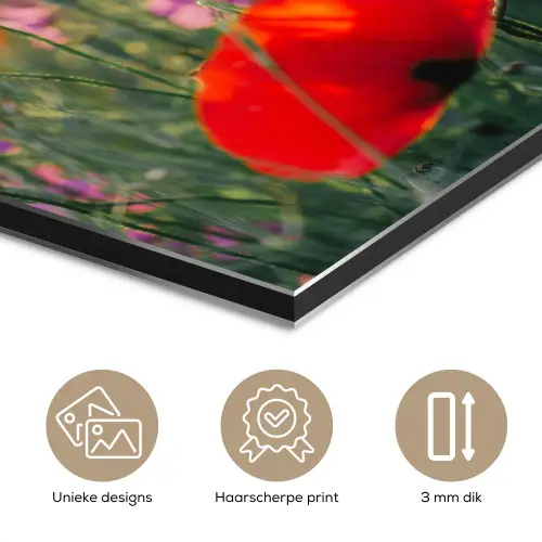 Klaproos - Bloemen - Rood - Paars - Weide aluminium wit klein -closeup_NL