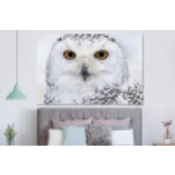 Sneeuwuil - Oog - Wildlife - Wit forex 5mm xxl -slaapkamer