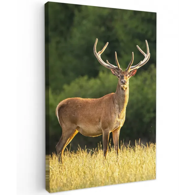 Hert - Gewei - Gras - Natuur - Dieren - Groen canvas 2cm klein -z3d