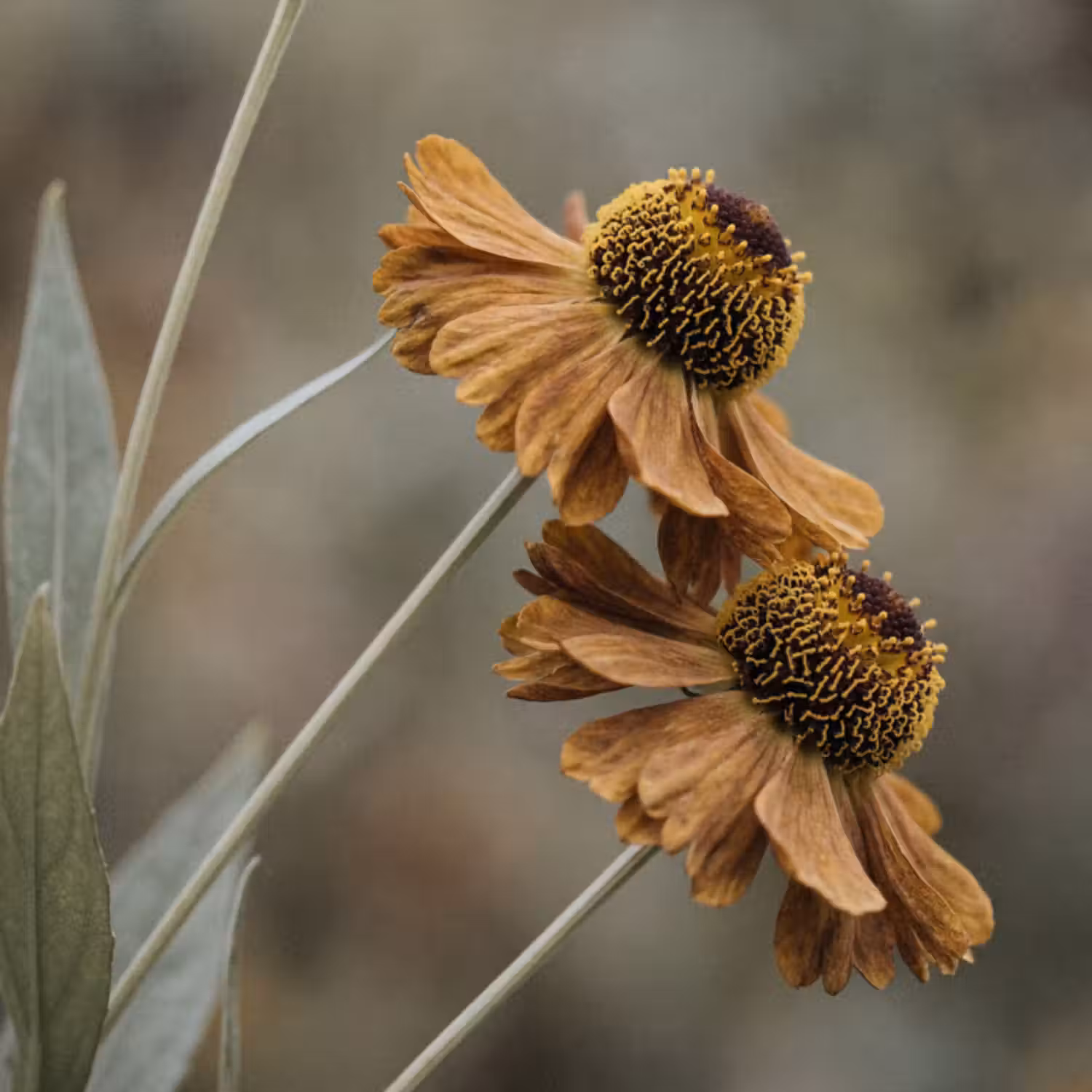 Tapete - Sonnenhut - Trockenblumen - Gelb - Warm